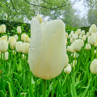 Orleans Tulip Seeds